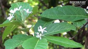 Image result for Holarrhena