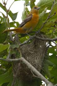Birds With Their Nests Pictures Beautiful Birds With Their Nests 10 Photos See More Pictures Seemorepictures Beautiful Birds Birds Backyard Birds