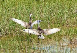 Check spelling or type a new query. Sandhill Crane U S National Park Service