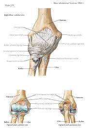 Elbow Ligaments Ligaments And Capsule As Discussed Previously The Elbow Is Not Just A Simple Hinge Joint But Instead Musculoskeletal System Elbow Annular