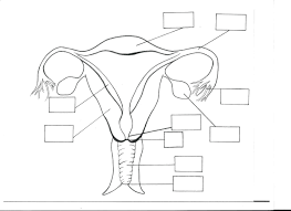 Diagram of a human respitory system in vector. Male Reproductive System Diagram Unlabeled Wiring Site Resource