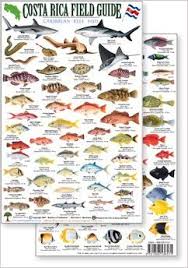 Caribbean Reef Fish Identification Chart