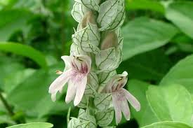 Image result for Justicia salvioides