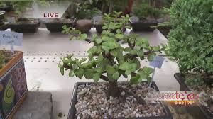 First time going and was blown away by all the amazing bonsai trees. Take A Stroll Through Sunshine Miniature Trees In Dallas Wfaa Com