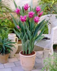 Kurkuma Seltene Blumen Bluhende Pflanzen Pflanzen
