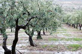 Olives Growing In Sicily Sicily Beautiful Nature Olive Tree