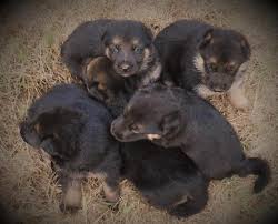We did not find results for: German Shepherd Puppies For Sale In Florida For Sale In Orlando Florida Classified Americanlisted Com