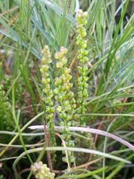 Image result for Triglochin striata