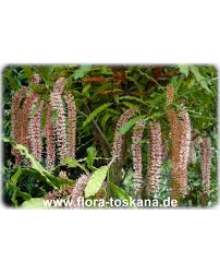 Image result for Macadamia aff. integrifolia