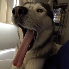 Check spelling or type a new query. Long Tongue Husky Yawn Album On Imgur