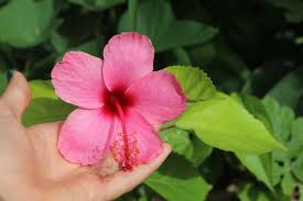 When rooting hibiscus cuttings, first trim the leaves from the bottom third of the branch and remove any flowers or buds. How To Propagate Hibiscus From Cuttings The Survival Gardener