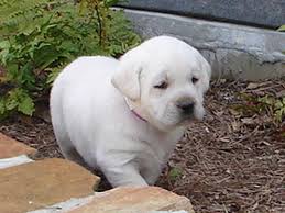 An average healthy weight is generally 75 pounds, but they can range between 50 and 90 pounds depending on gender and parentage. White Labrador Retriever Puppies Labrador Retriever Labrador Retriever Puppies Labrador Puppy