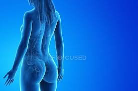 A mid sagittal view of provides a mid sagittal view of. Human Body Model Showing Female Anatomy With Internal Organs In Rear View Digital 3d Render Illustration Large Intestine Human Anatomy Stock Photo 308622918