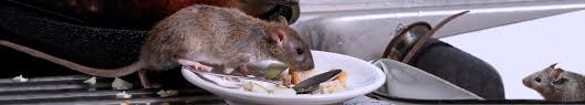 Mäuse vermehren sich proportional zum futterangebot. Mause Im Haus Ursache Losung Und Kosten