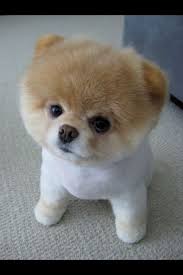 Bo The Cutest Dog In The Whole World And He Also Looks The Exact Same With His Teddy Bears He Was Voted The Cutest Did In T Cute Dogs Boo The