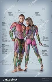 Image Result For Muscular System Anatomical Chart Hd