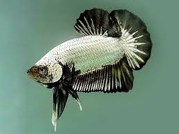 He will keep growing until fully grown at 9 months. Plakat Dragon Betta Male Aquafood