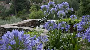 Fiori di lavanda e gastronomia, binomio perfetto. Tra I Fiori Dell Amore Cosasifa