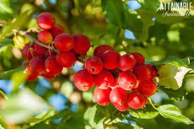 Complete guide to poisonous plants for dogs. Everything You Need To Know About Crabapple Trees And Then Some