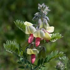 Image result for Tephrosia lupinifolia