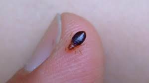 What Do Bed Bugs Look Like To The Human Eye Pest Guide