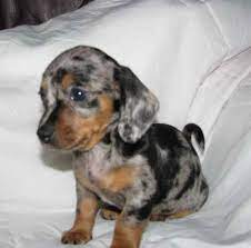 Puppies For Sale Boca Raton Chiweenie Puppies Chiweenie Puppies Dachshund Breed Chiweenie