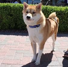 For the best experience, we recommend you upgrade to the latest version of chrome or safari. Las Vegas Nv Shiba Inu Meet Miki A Pet For Adoption