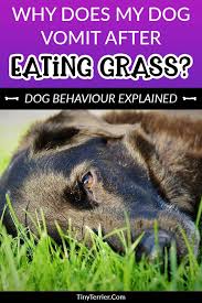 Why Does My Dog Eat Grass Is It Dangerous Tiny Terrier Dogs Eating Grass Dog Throwing Up Dog Eating