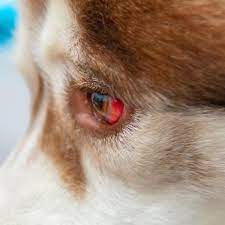 If your pug has what looks like a small red cherry in the corner of their eye, then it's most likely going to be tear gland inflammation. My Dog Has Bloodshot Eyes Red Eyes In Dogs