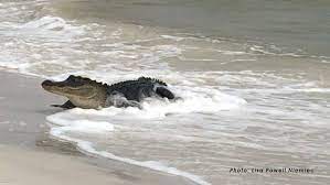 PHOTOS: Gator soaks up sun on Florida beach