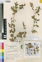 Image result for Crotalaria laburnoides