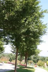 Image result for Ulmus parvifolia