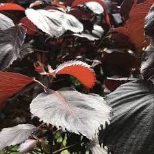Image result for Acalypha pubiflora