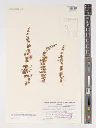 Image result for Anagallis serpens