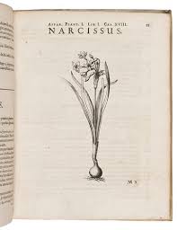 Image result for Laurembergia