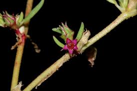 Image result for Sesuvium hydaspicum