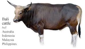 Contdict.com > english malay online translator. My Daily Cow 20090818 Bali Cattle At Krankykids Com