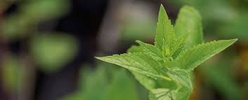 Image result for Stadmannia