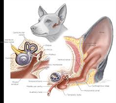 Image result for mold in the ear dog