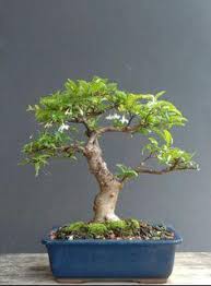 Pokok ini memerlukan sokongan kerana batangnya yang kecil dan lembut itu mudah rebah apabila dilanda angin. Pokok Jasmine Home Furniture Carousell Malaysia