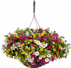 We are so committed in fact, google now sends a notice every saturday morning fred meyer is just 8 minutes away in current traffic. we have been doing this for the better part of seven years. Confetti Colorplay Hanging Flower Basket 12 In Fred Meyer
