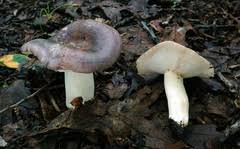 Image result for Russula variata