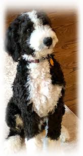 Check spelling or type a new query. Happy Customer Testimonials Reviews Of Tristate Bernedoodles What Kind Of Dog Happy Customers Bernedoodle