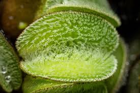 Image result for Salviniaceae