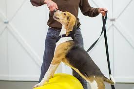 It's also a great opportunity for you to bond with your puppy while each of you learn to communicate in a shared language. Dog Training Classes Paws Chicago