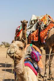 It is 2 guests per camel. Jaisalmer Camel Safari In The Desert One Of The Best Things To Do In India Television Of Nomads