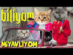 Enes Batur Biliyom Miyavliyom Konusan Kediler Parodi Youtube
