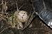 Hatchling Painted Turtle