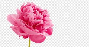 Maybe you would like to learn more about one of these? Peony Pink Flowers Wedding Cake Peonies White Flower Magenta Png Pngwing