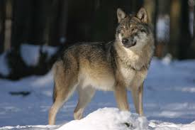 The alpha & his mate lead the pack. Wolf Junior Ranger